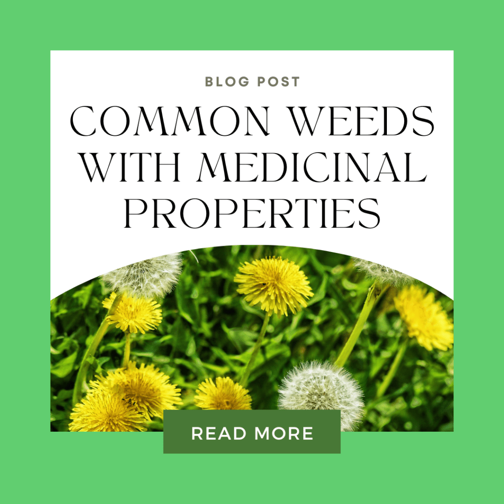 Common Weeds with Medicinal Properties